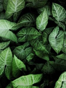 Read more about the article 50 Questions and Answers on Plant Biology