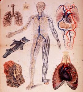 Read more about the article 50 Questions and Answers on Human Physiology