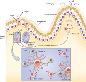 Read more about the article 50 Questions and Answers on Immunology