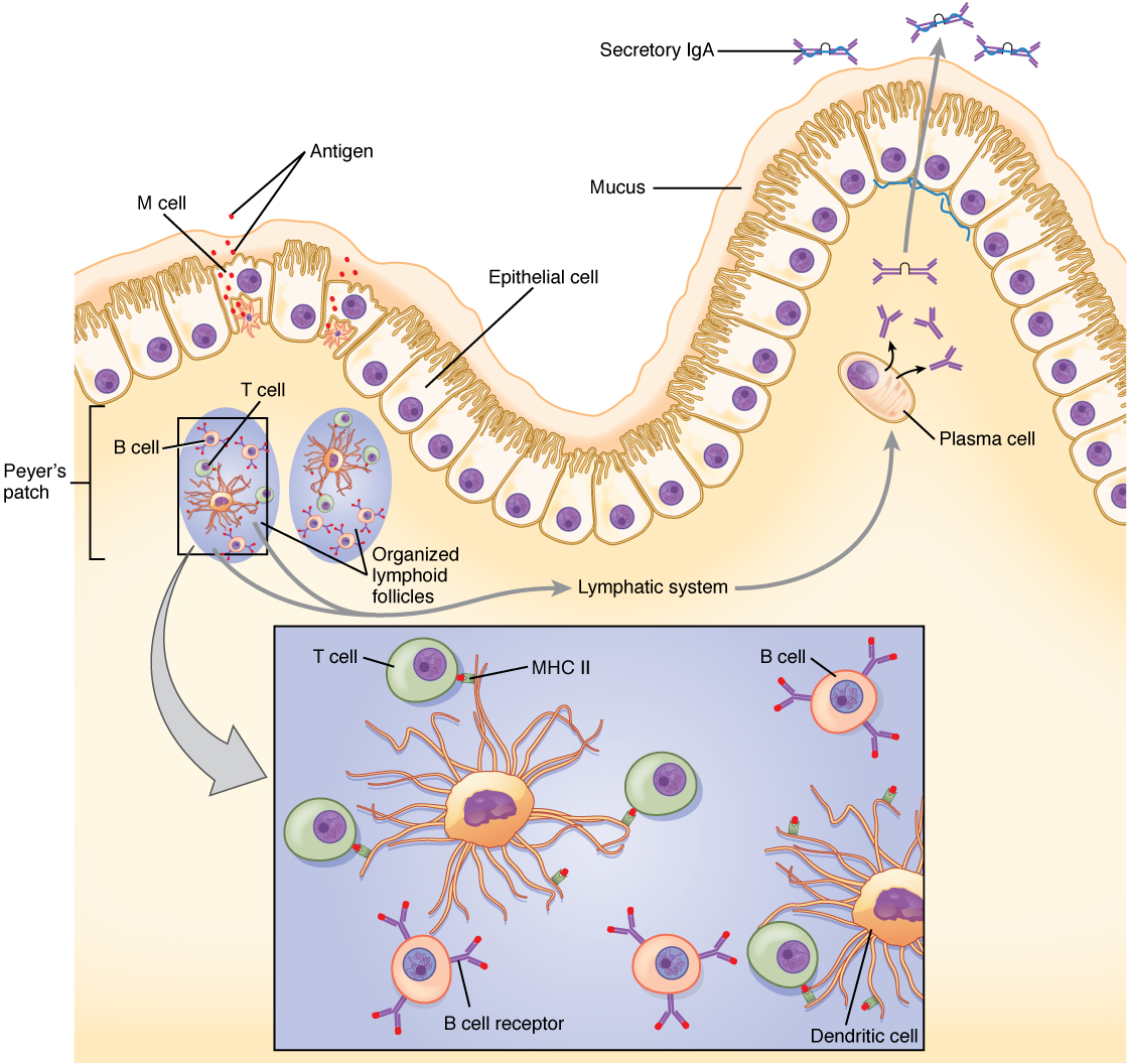 50 Questions and Answers on Immunology