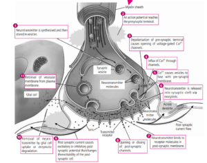 Read more about the article ANIMAL TISSUE Class XI: Flow charts, Schematic Diagrams, Comparisons & Diagram