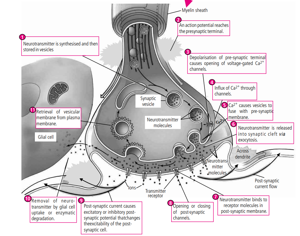 ANIMAL TISSUE Class XI: Flow charts, Schematic Diagrams, Comparisons & Diagram