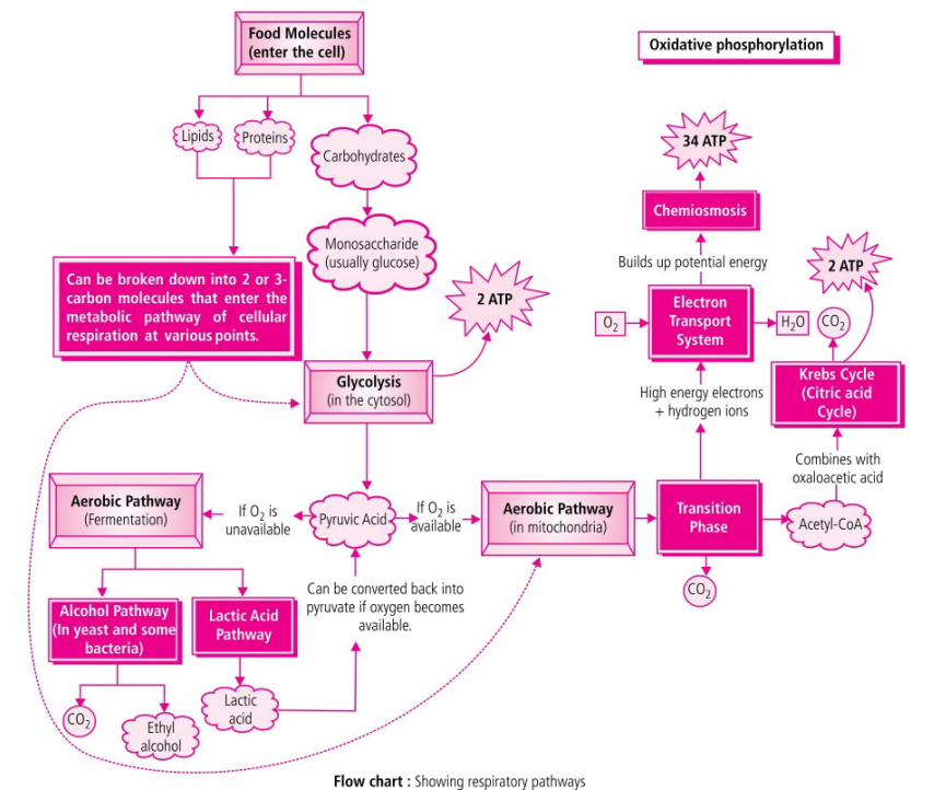 Respiration in Plant Class XI: Flow charts, Schematic Diagrams, Comparisons & Diagram