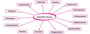 Read more about the article HUMAN HEALTH & DISEASE Class XII: Flow charts, Schematic Diagrams, Comparisons & Diagram