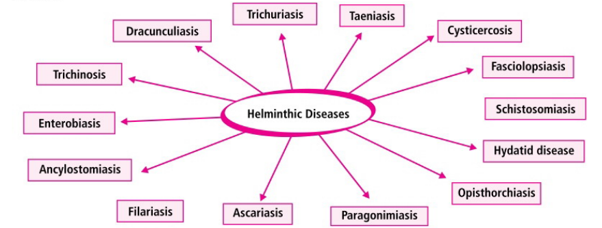 You are currently viewing HUMAN HEALTH & DISEASE Class XII: Flow charts, Schematic Diagrams, Comparisons & Diagram