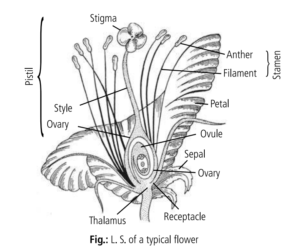 Read more about the article REPRODUCTION IN FLOWERING PLANT Class XII: Flow charts, Schematic Diagrams, Comparisons & Diagram