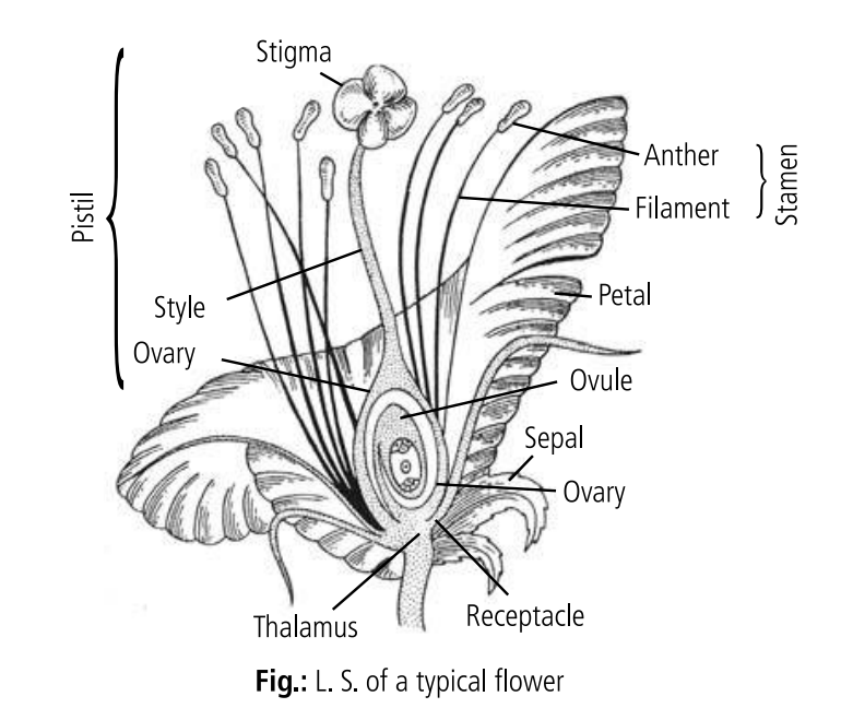 You are currently viewing REPRODUCTION IN FLOWERING PLANT Class XII: Flow charts, Schematic Diagrams, Comparisons & Diagram