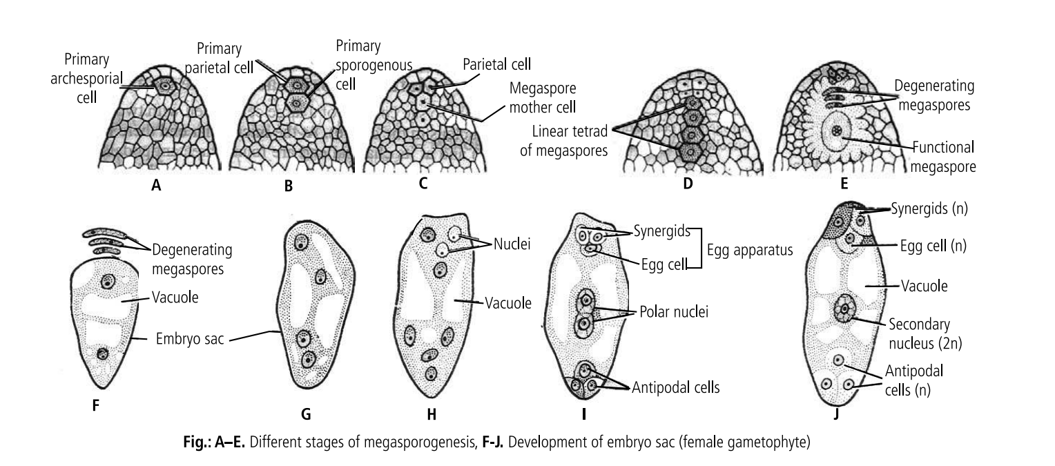 REPRODUCTION IN FLOWERING PLANT Class XII: Flow charts, Schematic ...