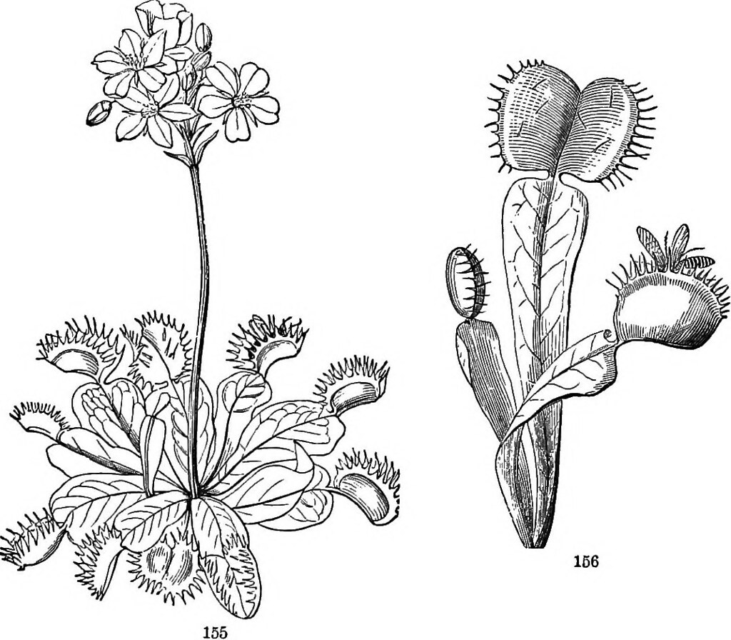 You are currently viewing 50 Questions and Answers on Plant Physiology