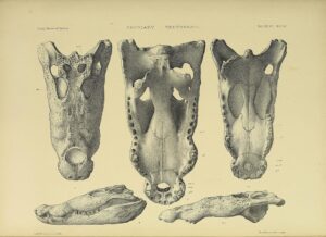 Read more about the article 50 Questions and Answers on Phylum Vertebrate of Animal Kingdom