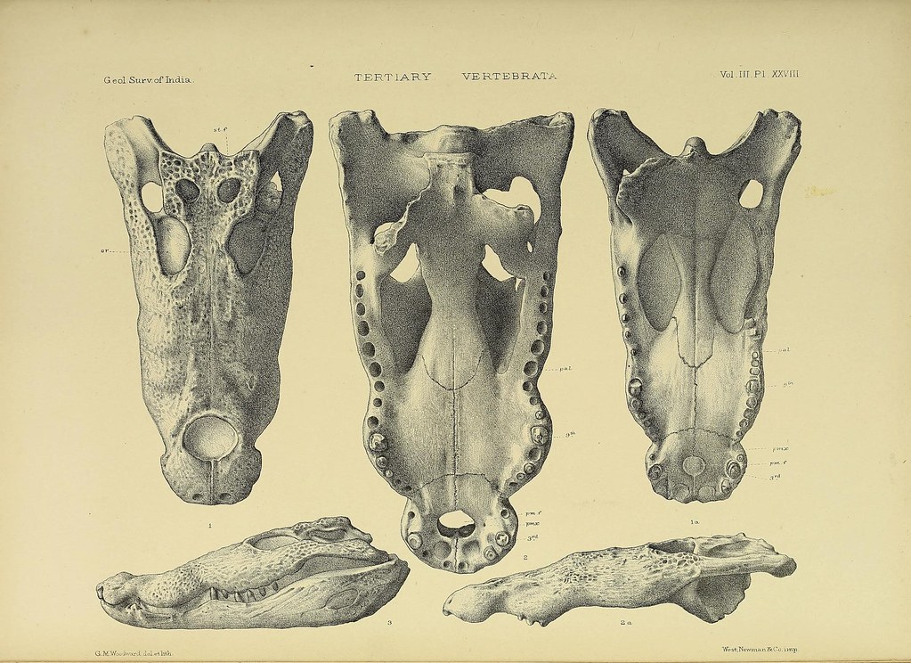 50 Questions and Answers on Phylum Vertebrate of Animal Kingdom